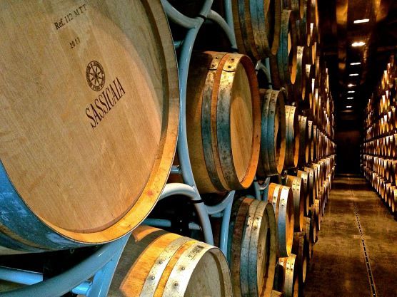 sassicaia-podrum
