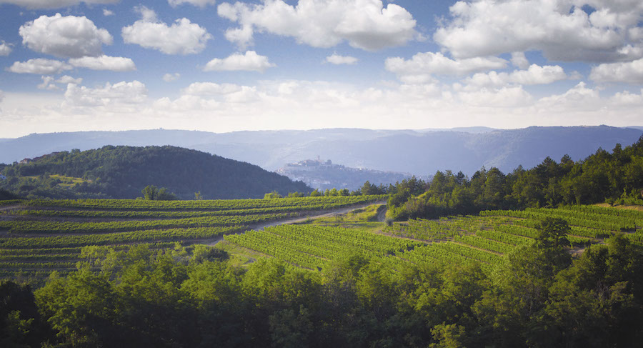 benvenuti vinogradi