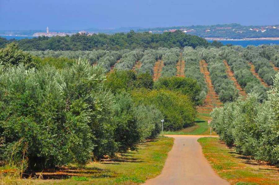 maslinici-agrolaguna