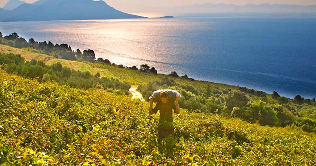 peljesac-vinogradi