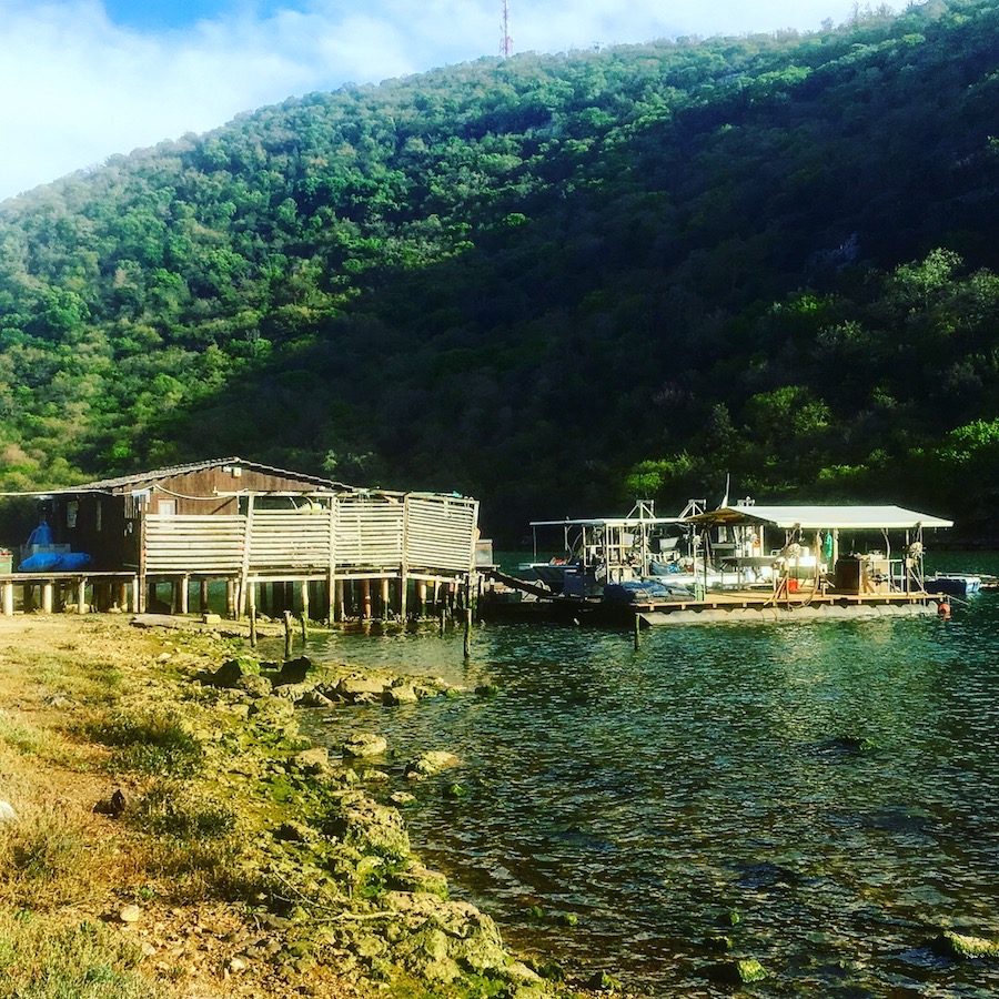 viking-ostrigera4
