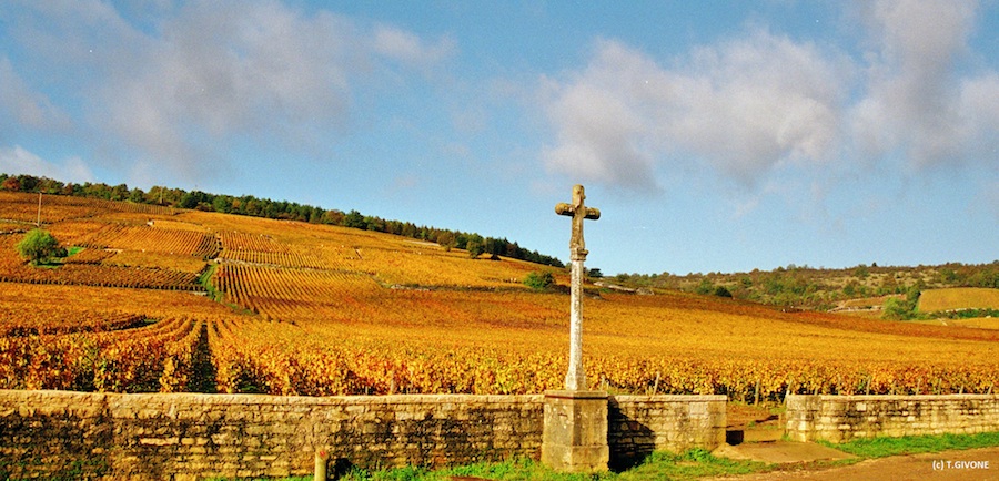 romanee-conti-vinogradi