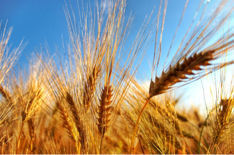 durum-polje