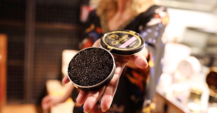 calvisius-g