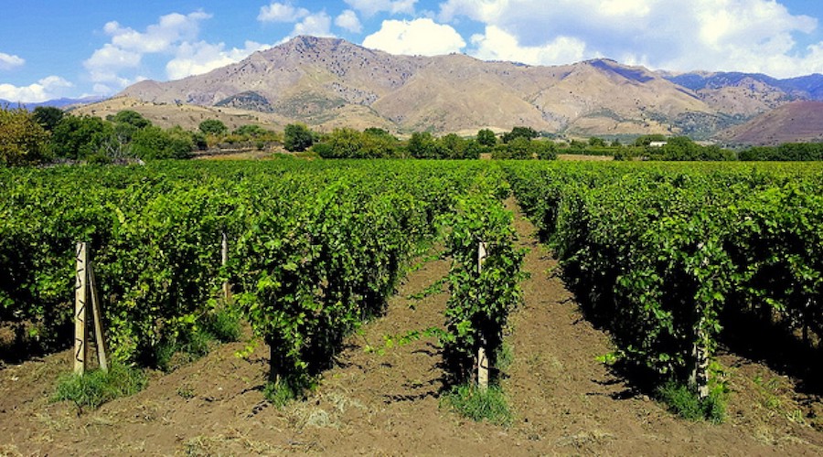 etna- vinogradi