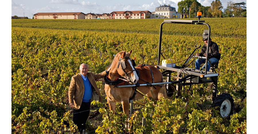 chateau-pontet-canet-vinograd