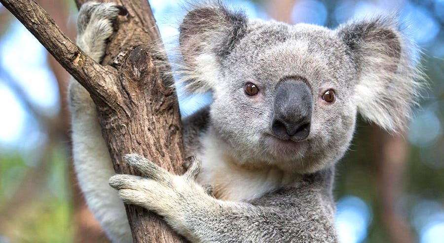 koala