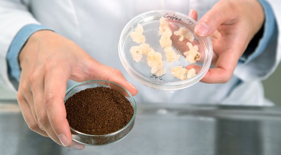 kava-lab