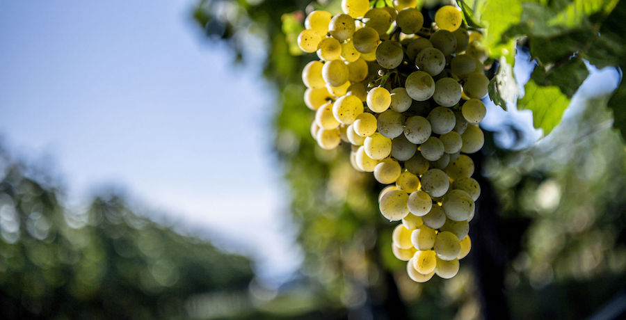 traminac