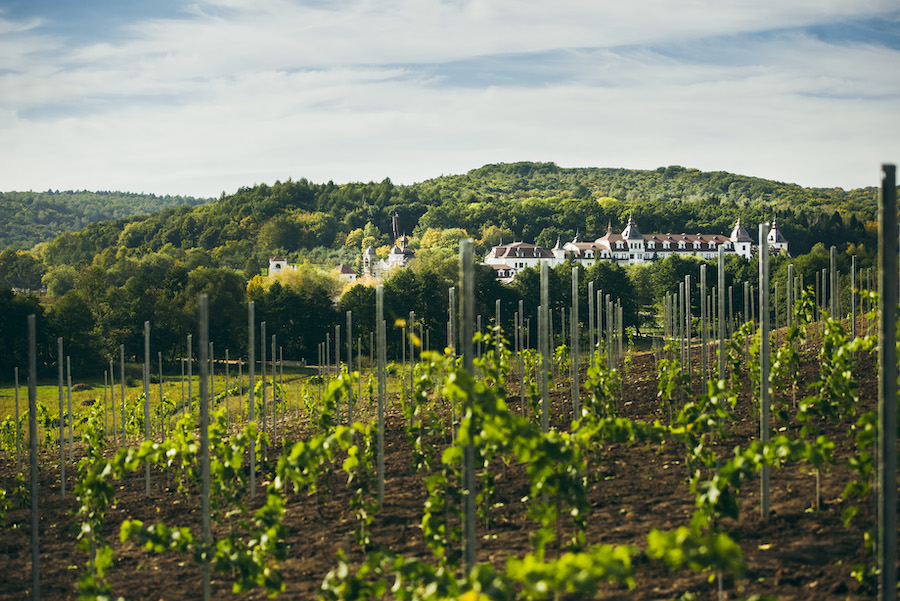 Vineyard