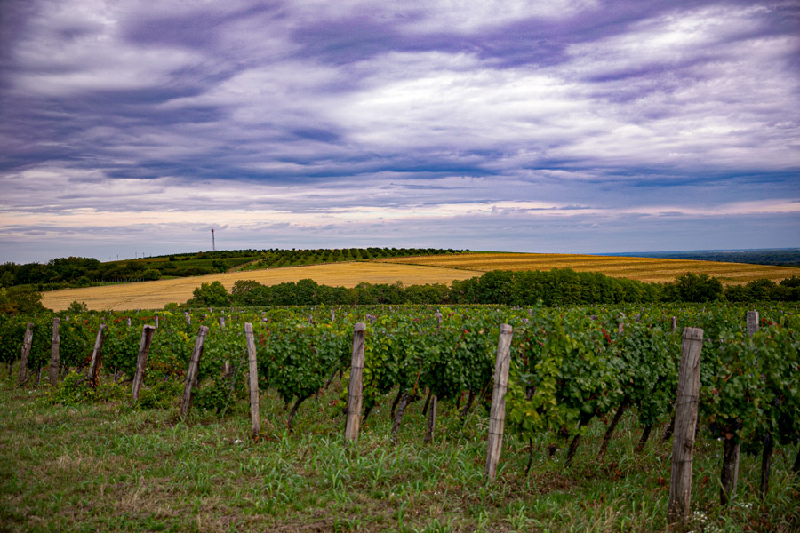 zlatno-brdo-vinogradi-brdo