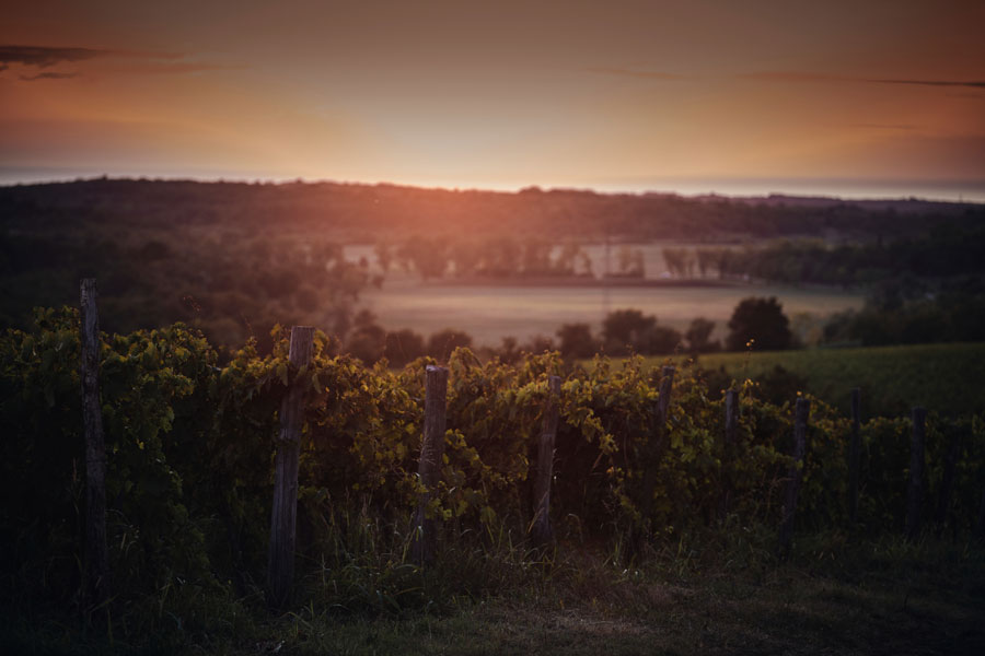 veralda-vinogradi
